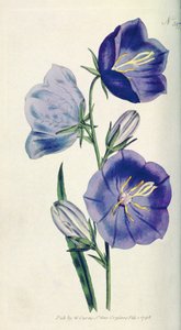 Campanule couleur pêche (Campanula persicifolia var. maxima), planche 397 de William Curtis The Botanical Magazine (ou Flower Garden Displayed), pub. 1792